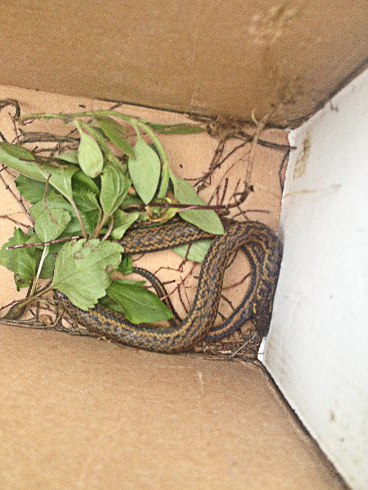 Our colleague Abishek from the Conservation programme saved a snake from becoming roadkill