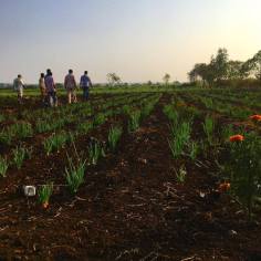 Odlingarna på ett av fältbesöken i Telangana