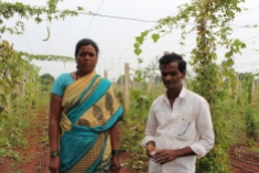 Suwarno och hennes partner Gopal på deras ekologiska fält.